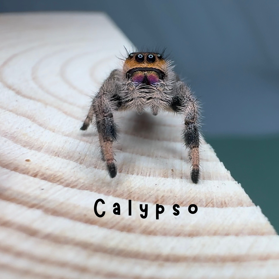 Jumping Spider Phidippus Regius - Isla Juventud - Baby Spoods - For Sale