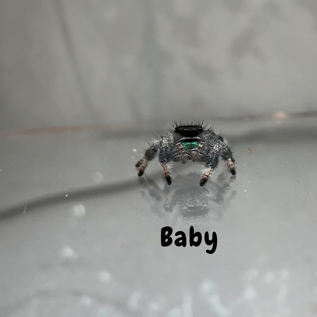 Jumping Spider Phidippus Regius - Sierra de Bahoruco - Baby Spoods - For Sale