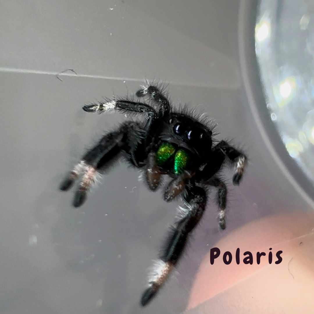Jumping Spider Phidippus Regius - Isla Juventud - Baby Spoods - For Sale