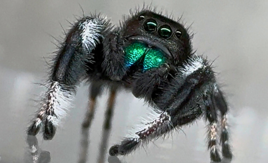 Jumping Spider Phidippus Regius - Isla Juventud - Baby Spoods - For Sale