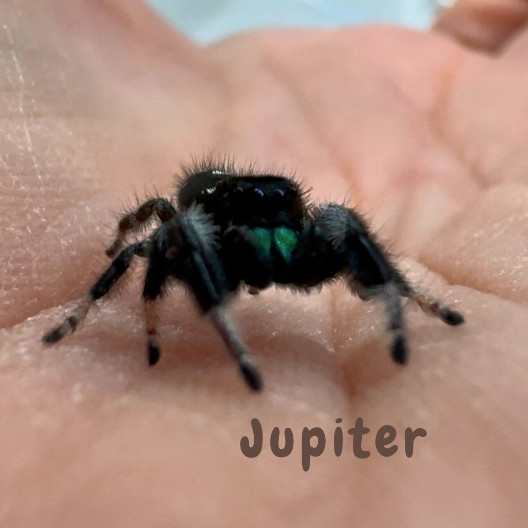 Jumping Spider Phidippus Regius - Isla Juventud - Baby Spoods - For Sale