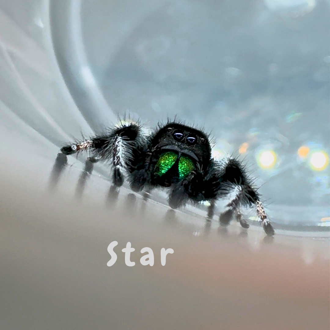 Jumping Spider Phidippus Regius - Isla Juventud - Baby Spoods - For Sale