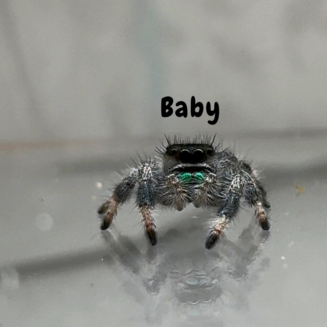 Jumping Spider Phidippus Regius - Sierra de Bahoruco - Baby Spoods - For Sale