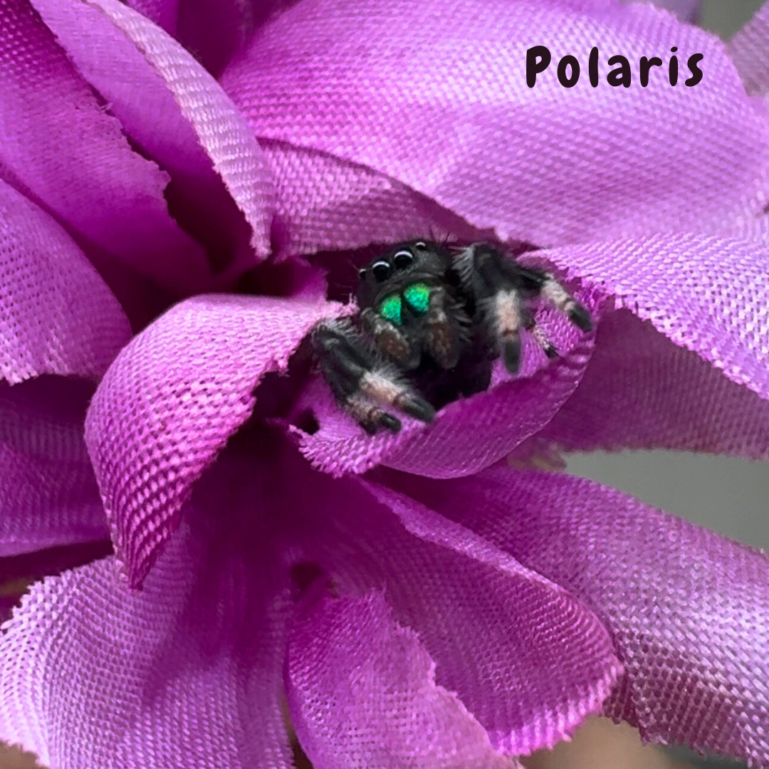 Jumping Spider Phidippus Regius - Isla Juventud - Baby Spoods - For Sale