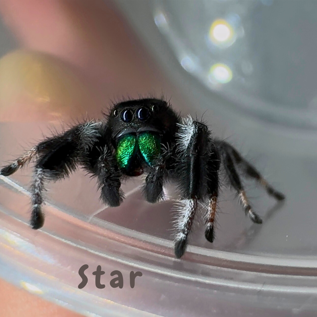 Jumping Spider Phidippus Regius - Isla Juventud - Baby Spoods - For Sale