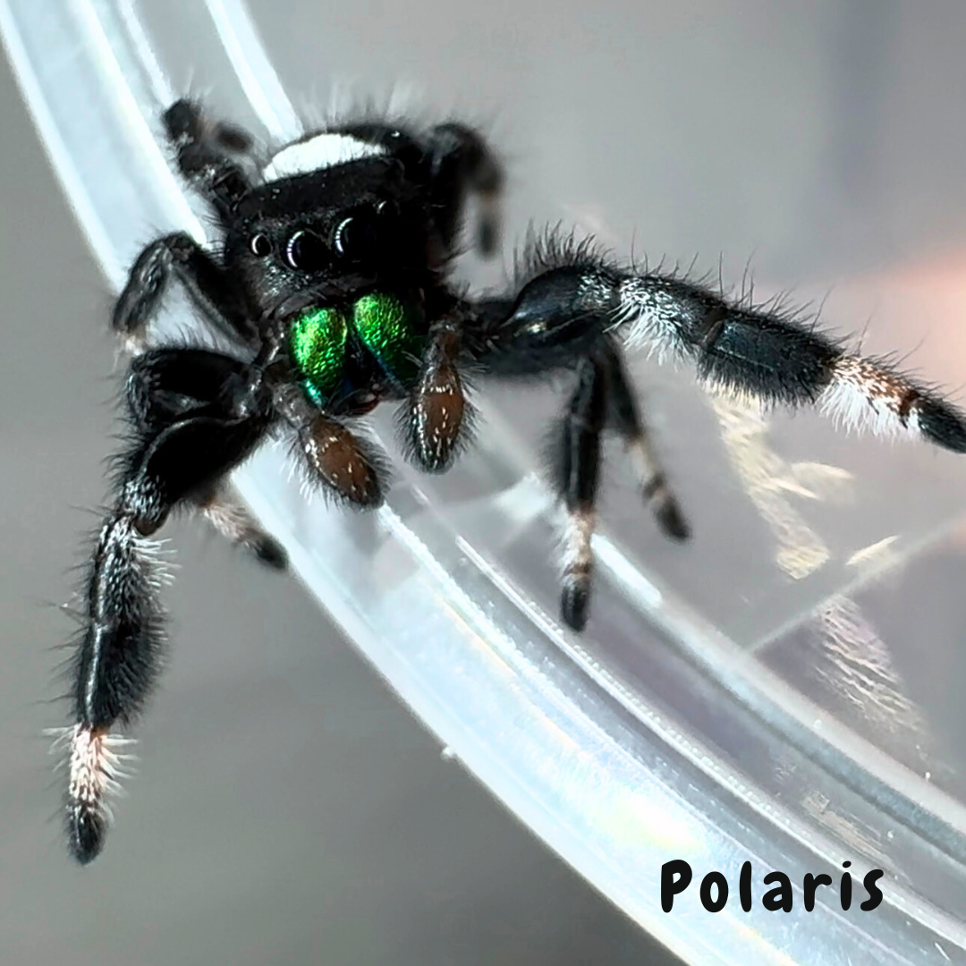 Jumping Spider Phidippus Regius - Isla Juventud - Baby Spoods - For Sale