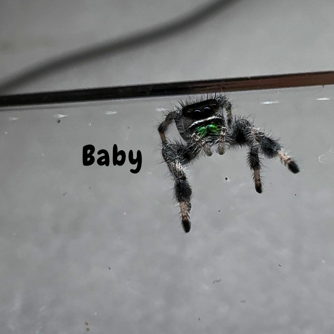 Jumping Spider Phidippus Regius - Sierra de Bahoruco - Baby Spoods - For Sale