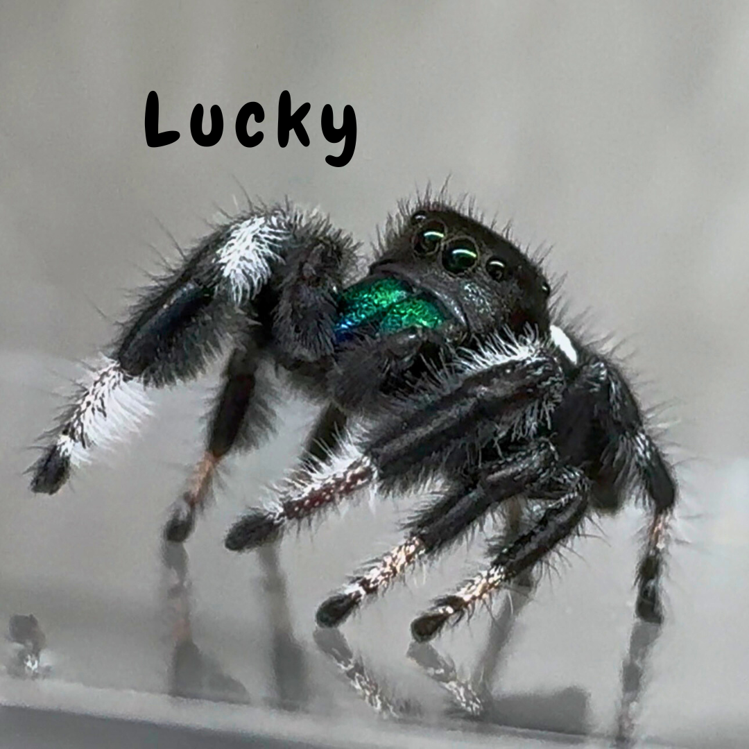 Jumping Spider Phidippus Regius - Isla Juventud - Baby Spoods - For Sale