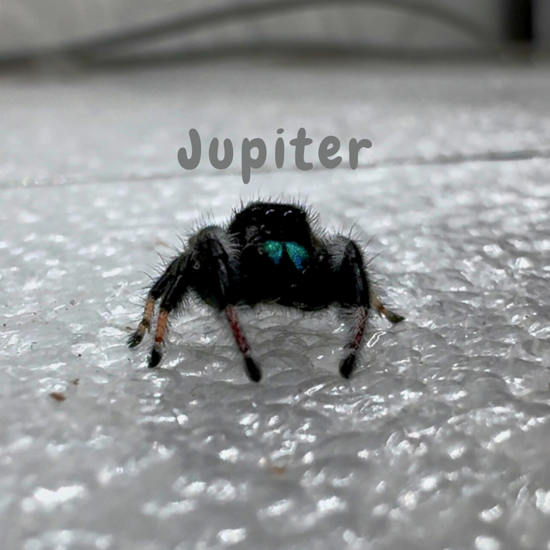 Jumping Spider Phidippus Regius - Isla Juventud - Baby Spoods - For Sale