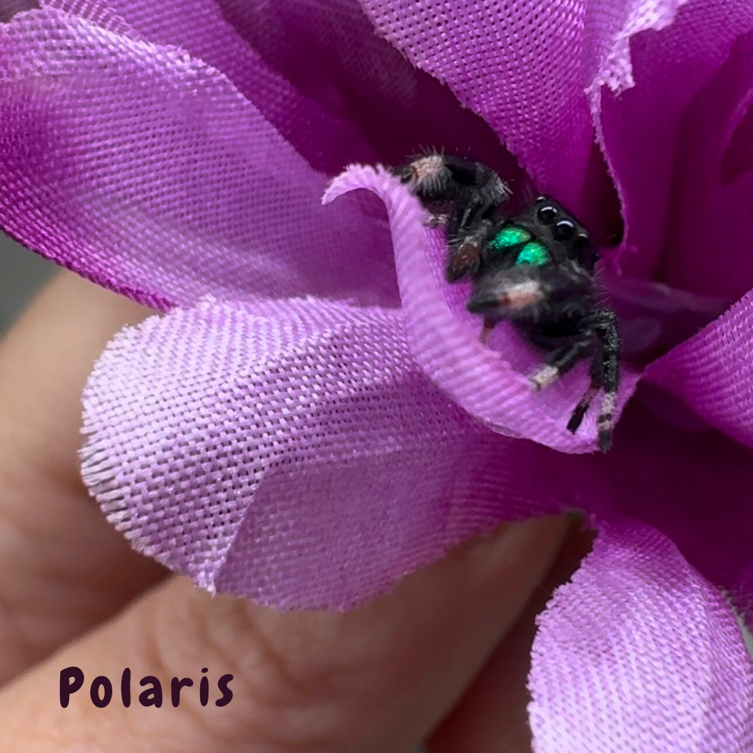 Jumping Spider Phidippus Regius - Isla Juventud - Baby Spoods - For Sale