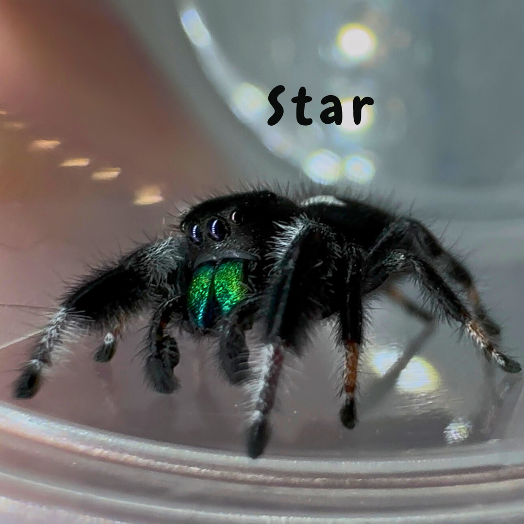Jumping Spider Phidippus Regius - Isla Juventud - Baby Spoods - For Sale