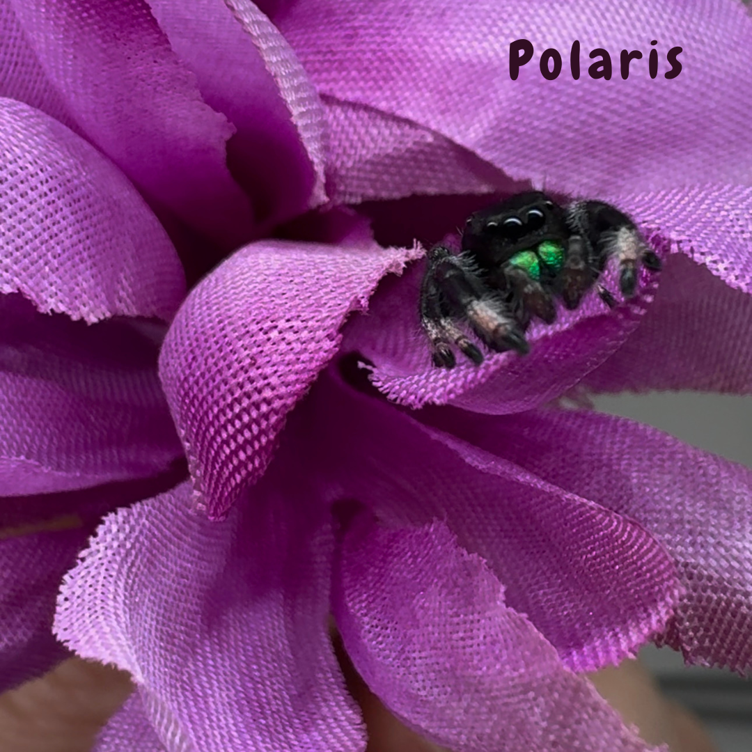 Jumping Spider Phidippus Regius - Isla Juventud - Baby Spoods - For Sale
