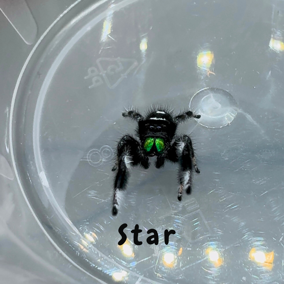 Jumping Spider Phidippus Regius - Isla Juventud - Baby Spoods - For Sale