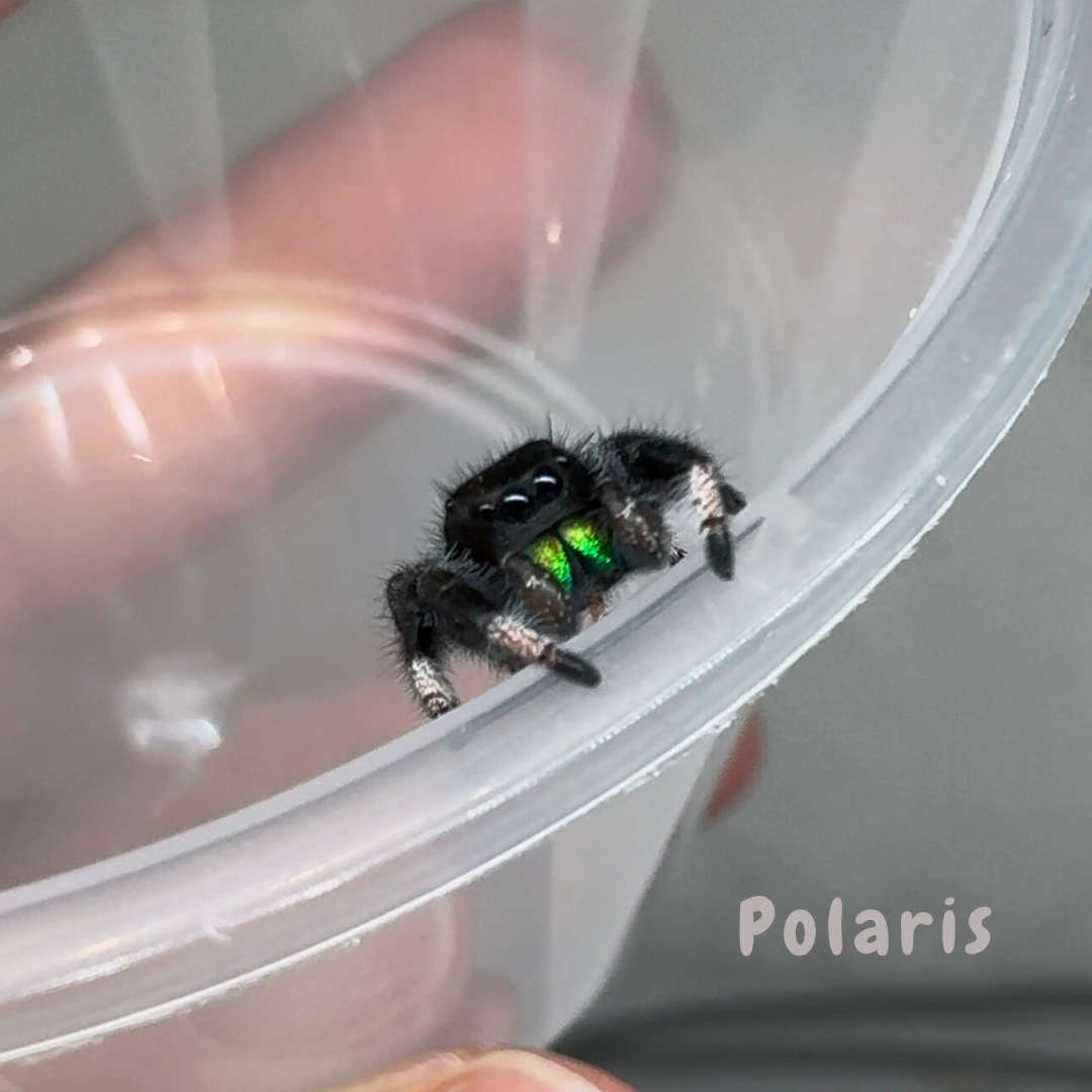Jumping Spider Phidippus Regius - Isla Juventud - Baby Spoods - For Sale