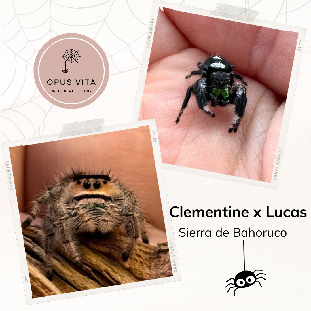 Phidippus Regius Jumping Spider - Sierra de Bahoruco - Opus Vita