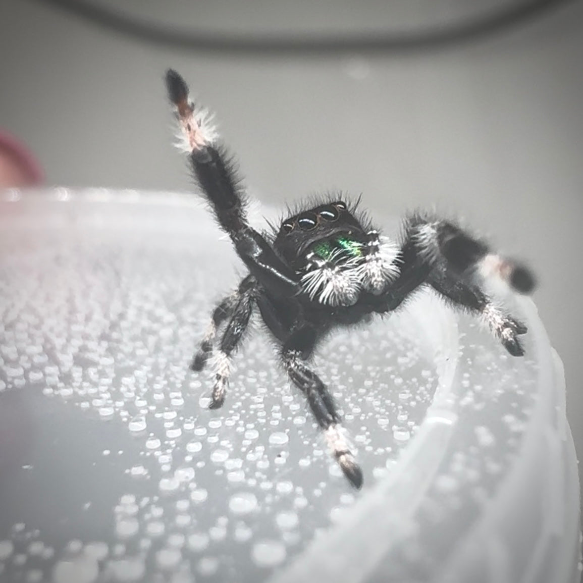 Jumping Spider Phidippus Regius - Apalachicola - Kiwi - Baby Spoods - For Sale