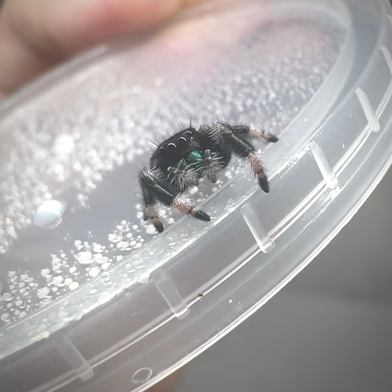 Jumping Spider Phidippus Regius - Apalachicola - Kiwi - Baby Spoods - For Sale