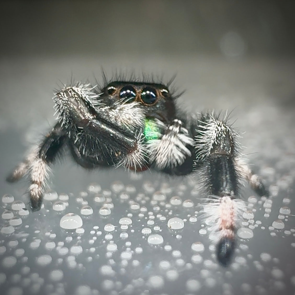 Jumping Spider Phidippus Regius - Apalachicola - Kiwi - Baby Spoods - For Sale
