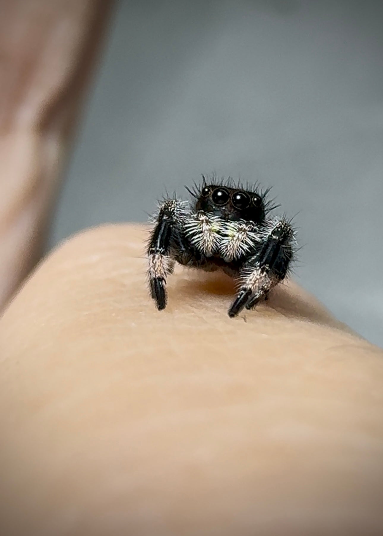 RESERVED Jumping Spider Phidippus Regius - Florida Male - Baby Spoods - For Sale