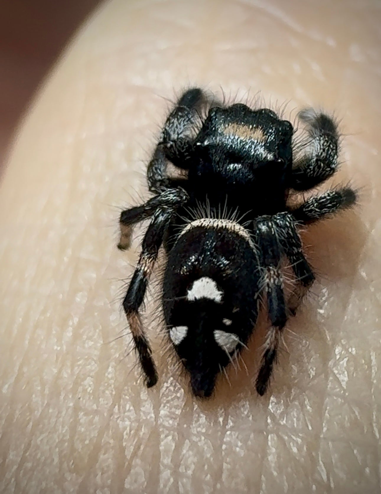 RESERVED Jumping Spider Phidippus Regius - Florida Male - Baby Spoods - For Sale
