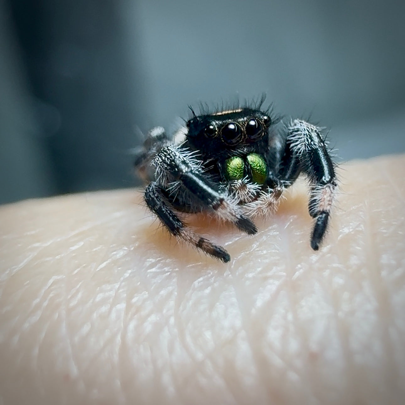 RESERVED Jumping Spider Phidippus Regius - Florida Male - Baby Spoods - For Sale