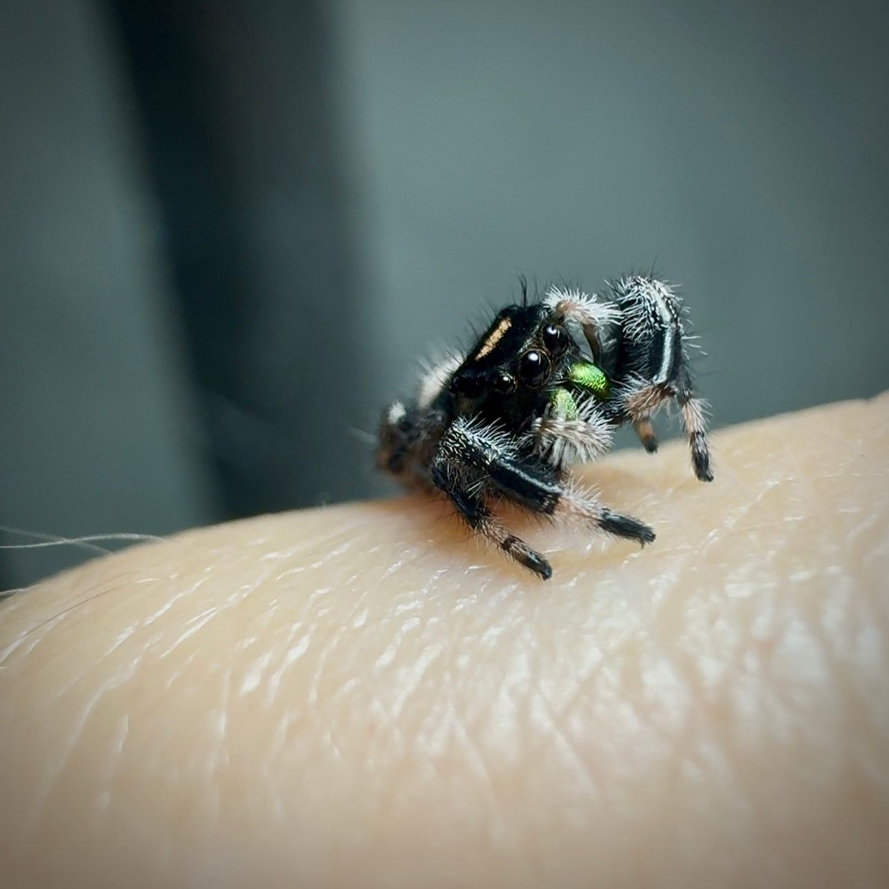 RESERVED Jumping Spider Phidippus Regius - Florida Male - Baby Spoods - For Sale
