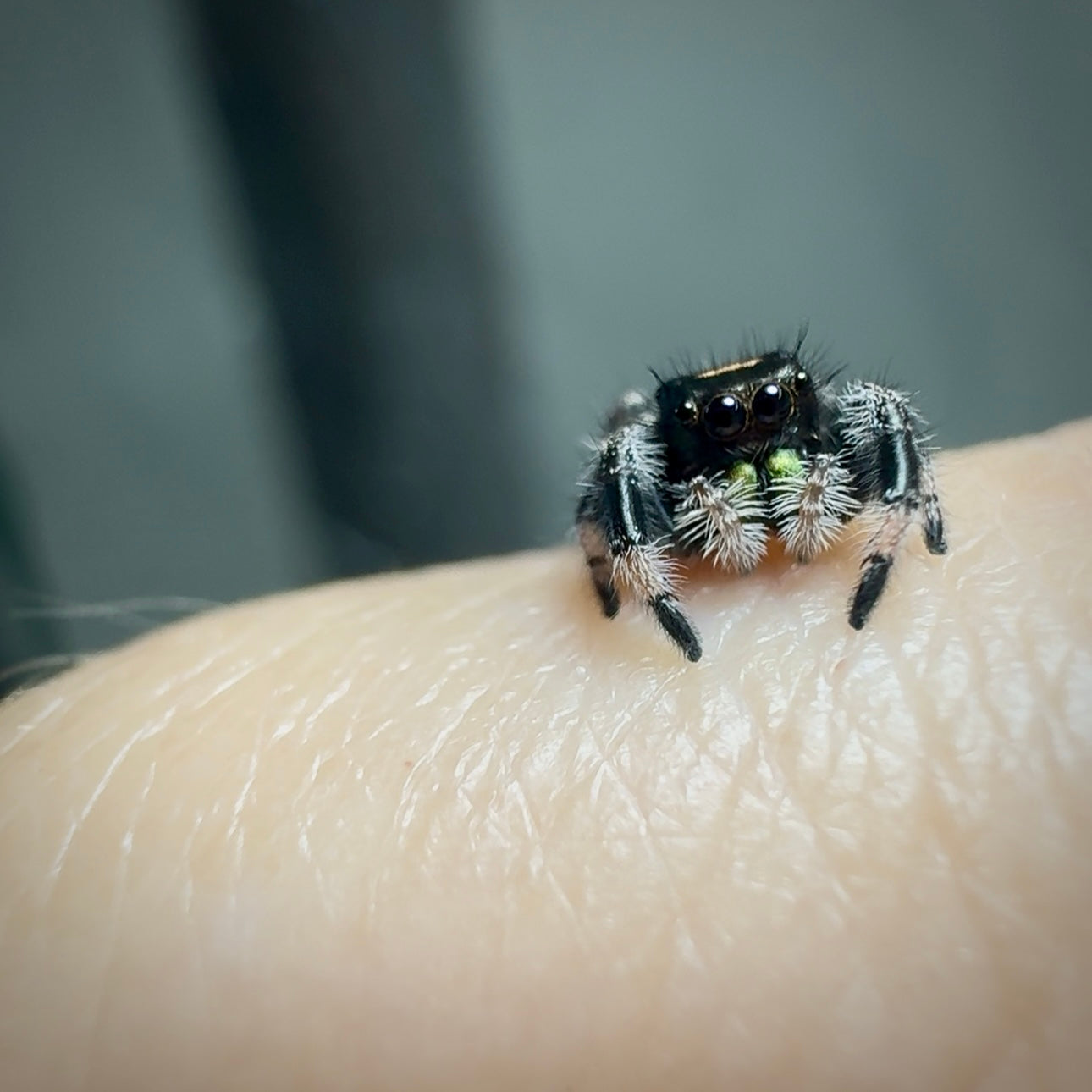 RESERVED Jumping Spider Phidippus Regius - Florida Male - Baby Spoods - For Sale