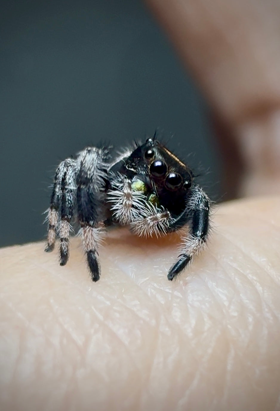 RESERVED Jumping Spider Phidippus Regius - Florida Male - Baby Spoods - For Sale