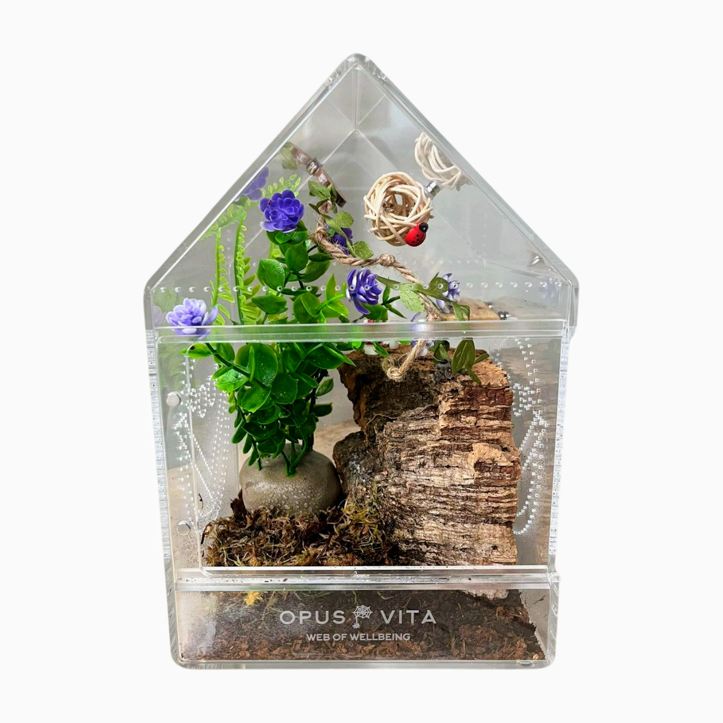Fidus - Jumping Spider Enclosure - Premium Jumping Spider Habitat - Opus Vita