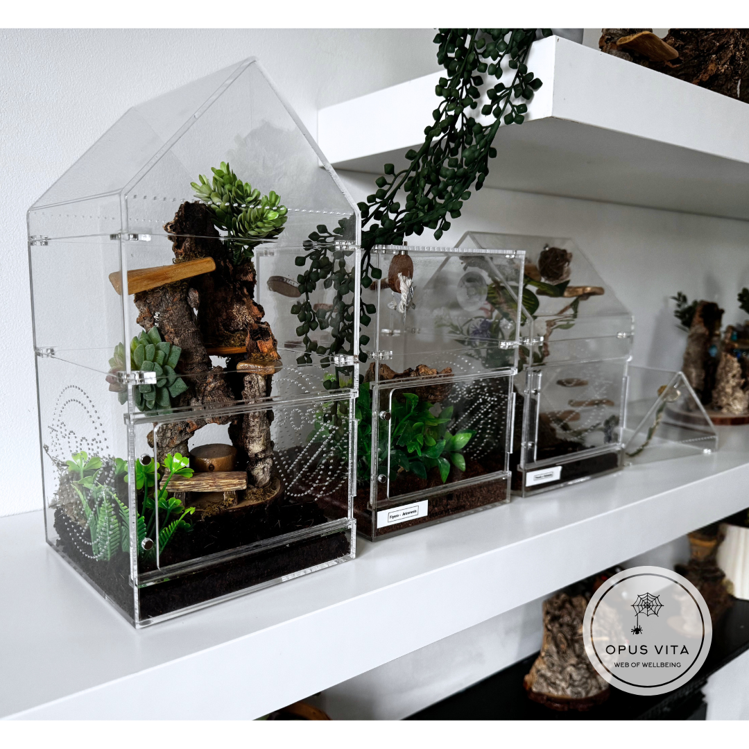 Three stages of our Domus enclosure setup, showcasing natural decor like moss, branches, and leaves for a safe, enriching spider environment.