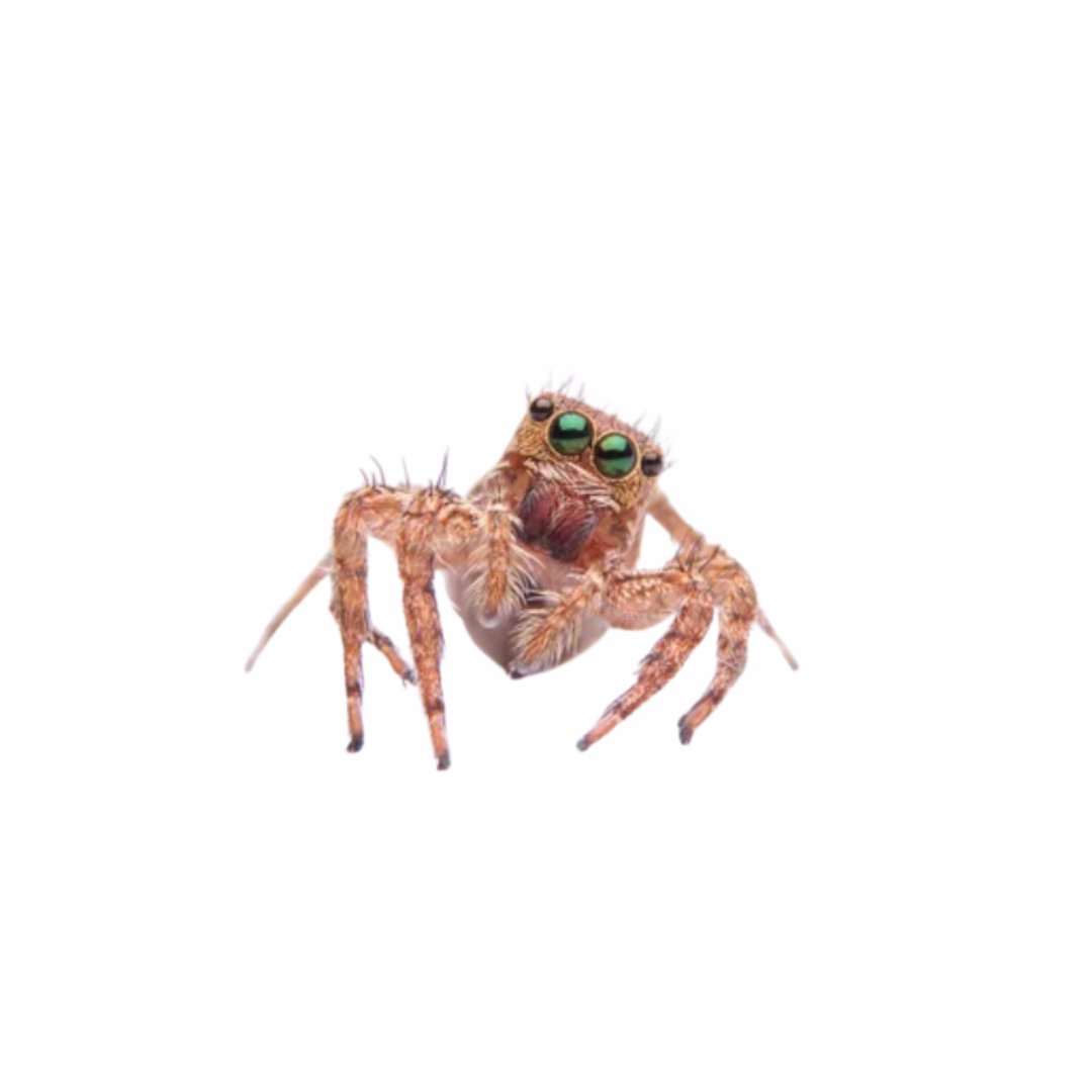 Jumping Spiders - Opus Vita