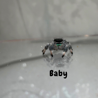 Jumping Spider Phidippus Regius - Sierra de Bahoruco - Baby Spoods - For Sale