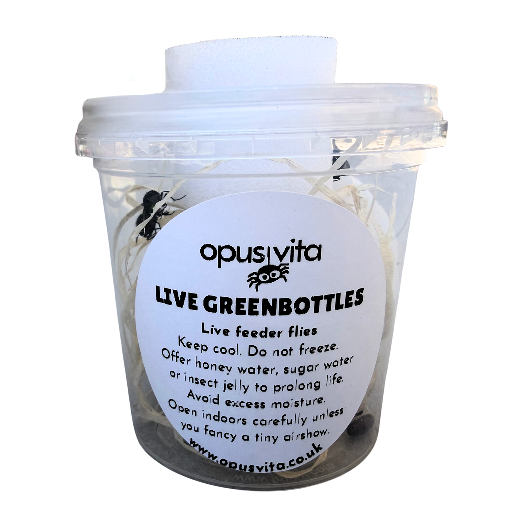 Live Hatched Green Bottle Flies