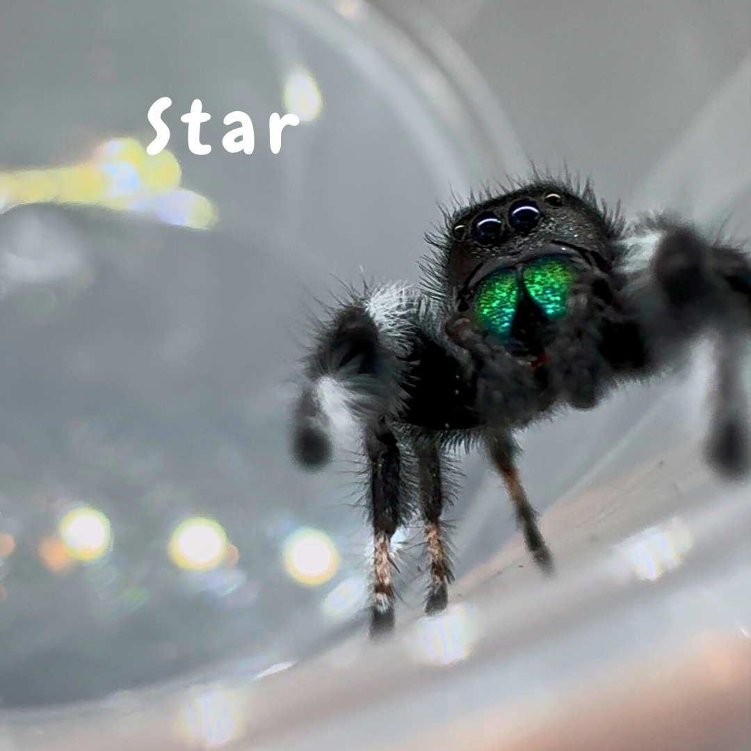 Jumping Spider Phidippus Regius - Isla Juventud - Baby Spoods - For Sale