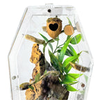 Jumping Spider Setup - Loculus Coffin Bundle - Premium Enclosure Setup