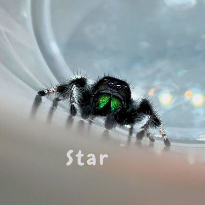 Jumping Spider Phidippus Regius - Isla Juventud - Baby Spoods - For Sale