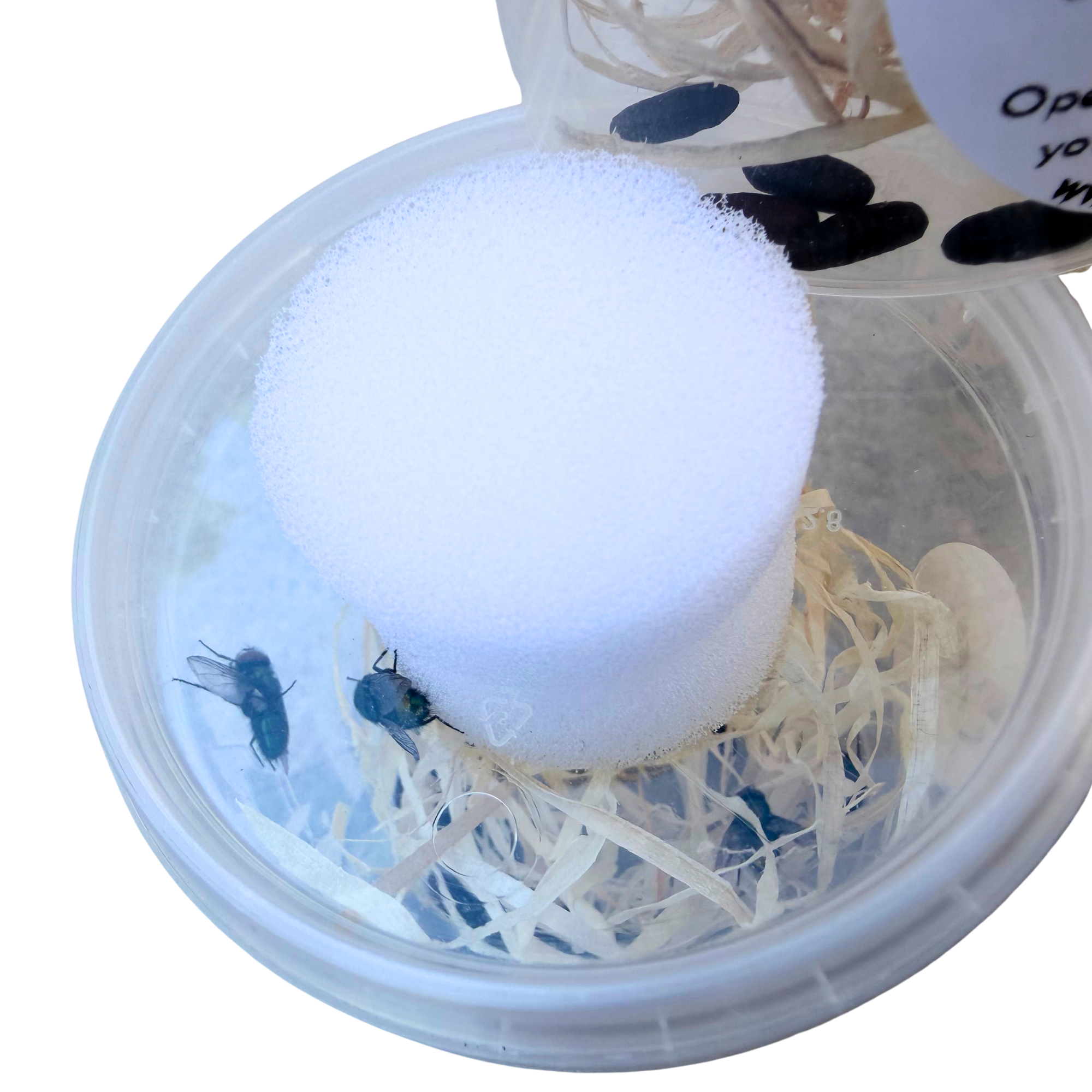 Live Hatched Green Bottle Flies
