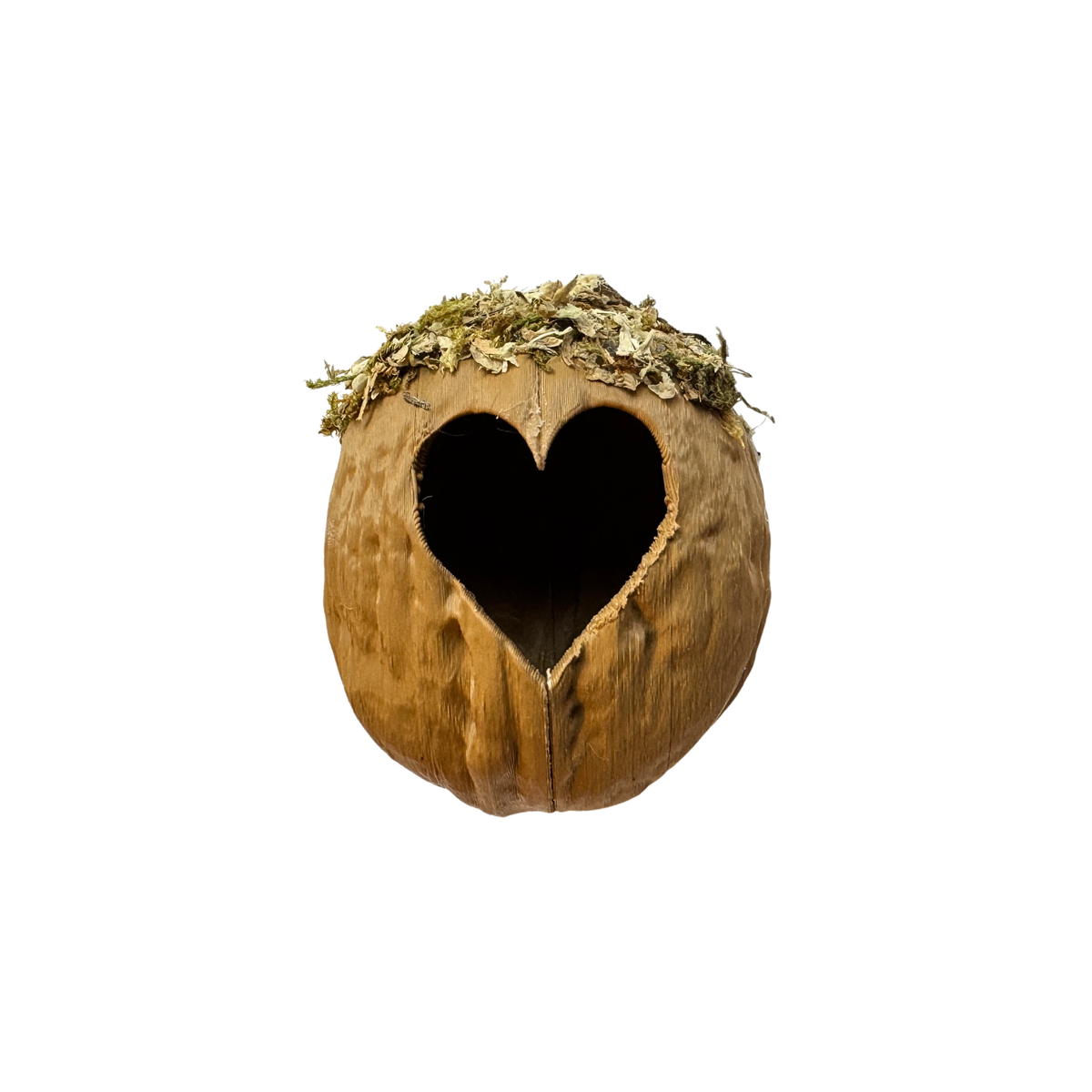 Walnut Hide  - Decor - Jumping Spider Setup