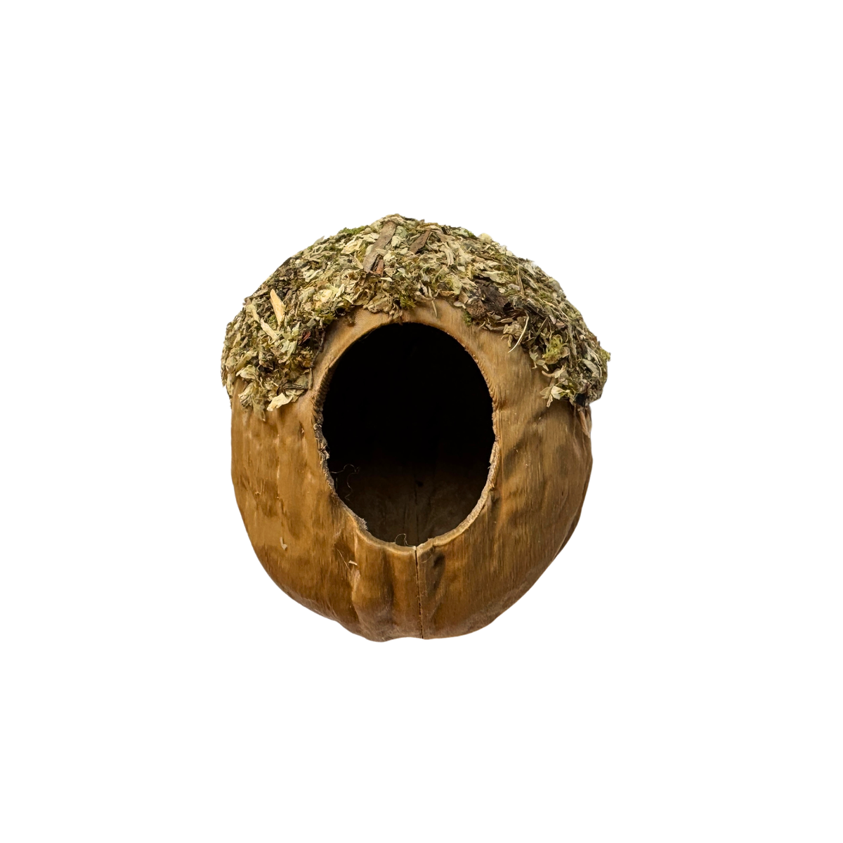 Walnut Hide  - Decor - Jumping Spider Setup