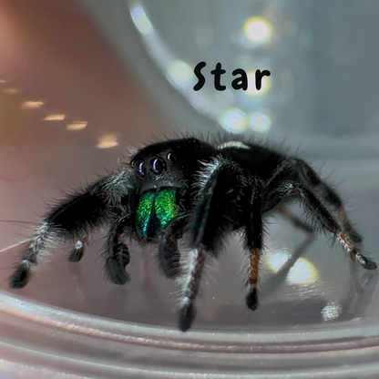 Jumping Spider Phidippus Regius - Isla Juventud - Baby Spoods - For Sale