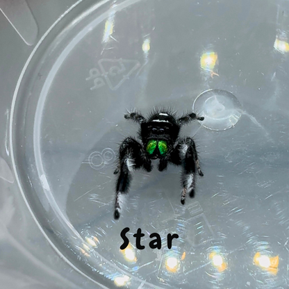 Jumping Spider Phidippus Regius - Isla Juventud - Baby Spoods - For Sale