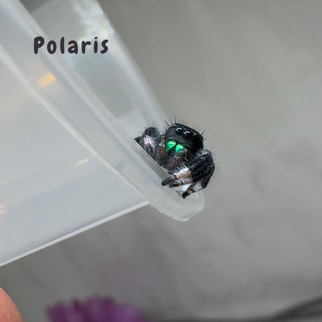 Jumping Spider Phidippus Regius - Isla Juventud - Baby Spoods - For Sale