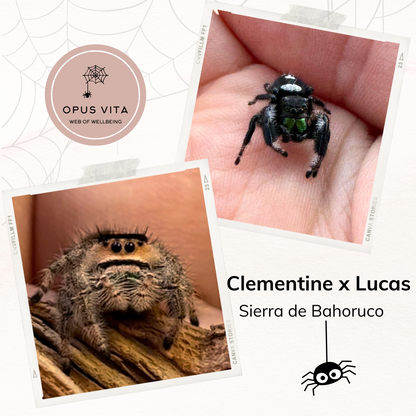 Phidippus Regius Jumping Spider - Sierra de Bahoruco - Opus Vita