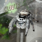 Jumping Spider Phidippus Regius - Bahamas - Unsexed - i6 - Lavender