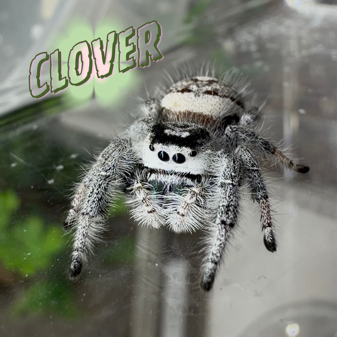 Jumping Spider Phidippus Regius - Bahamas - Unsexed - i6 - Lavender