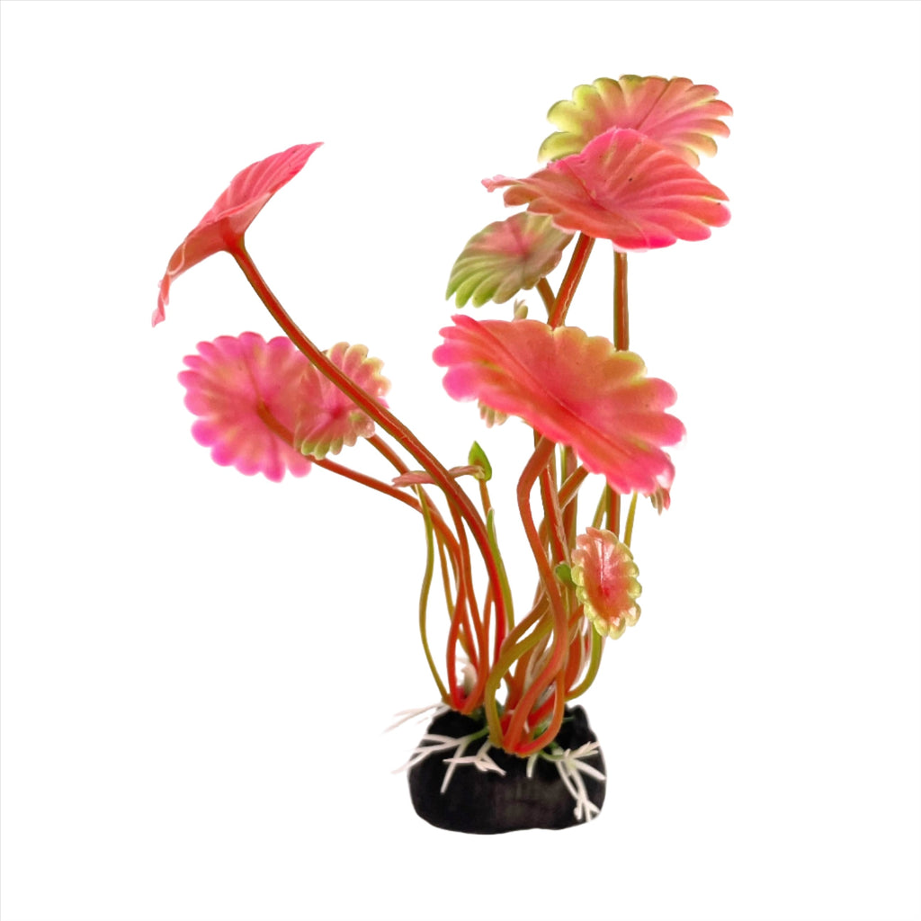 Starter Cups Kits - for Jumping Spider - Small Enclosures - Opus Vita