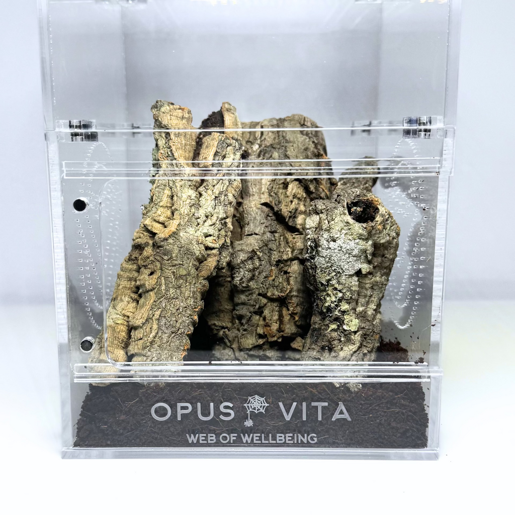 Jumping Spider Enclosure - The Domus v2.0 - Premium Arboreal Habitat