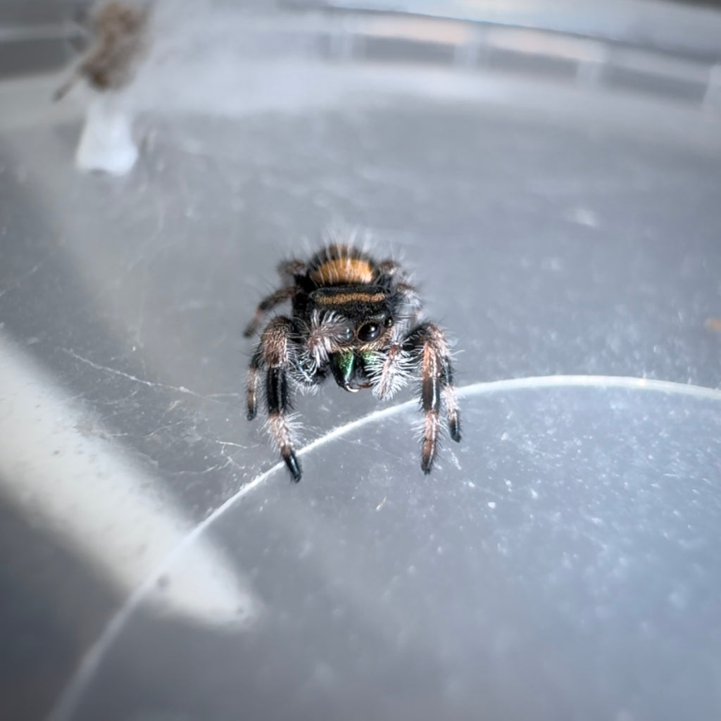 Jumping Spider Phidippus Regius - Bahamas - Baby Riley - Unsexed - i5/6