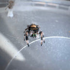 Jumping Spider Phidippus Regius - Bahamas - Baby Riley - Unsexed - i5/6