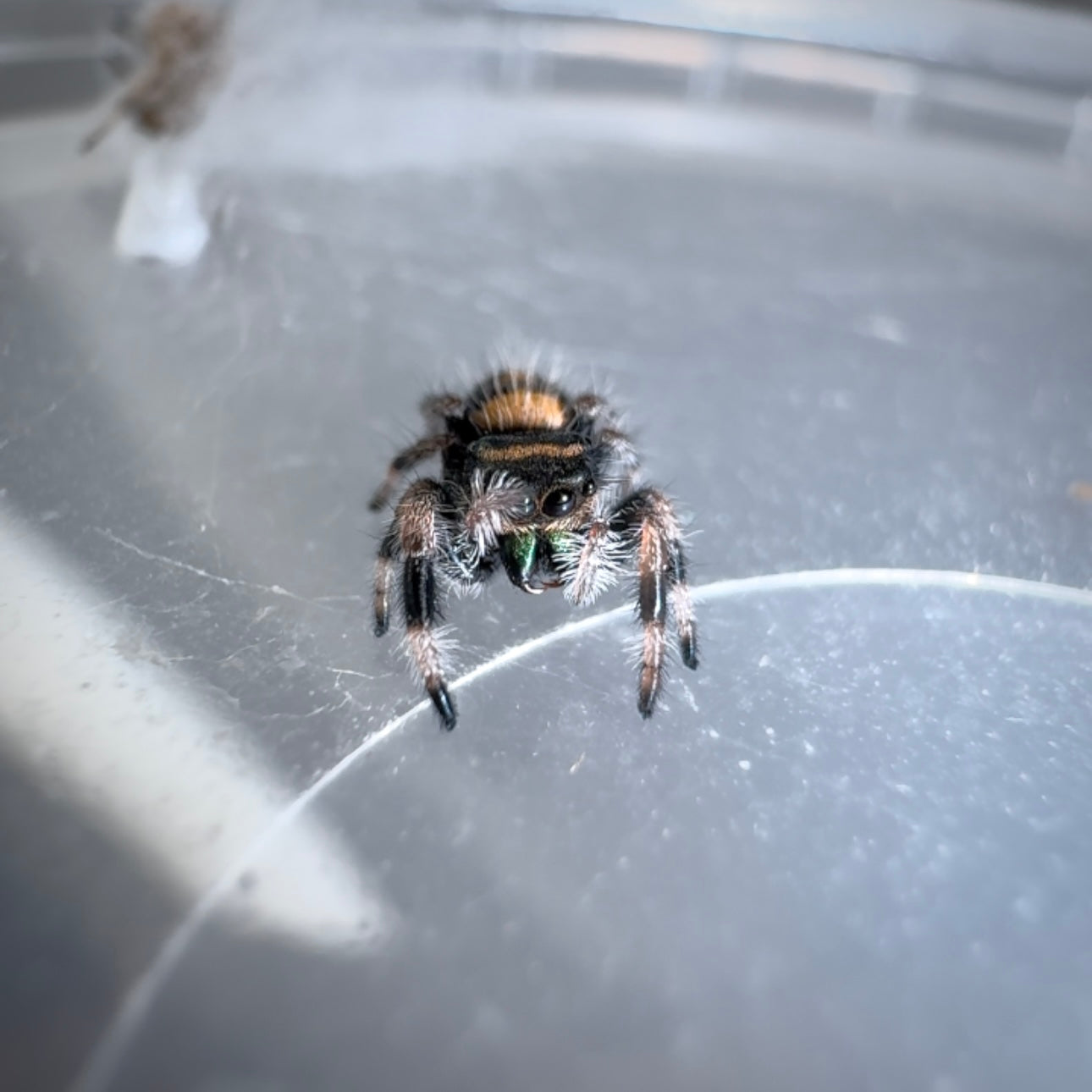 Jumping Spider Phidippus Regius - Bahamas - Baby Riley - Unsexed - i5/6